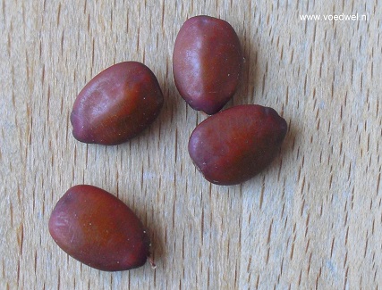 Voedwel, natuurlijk voedingsadvies, zaden Johannesbroodboom